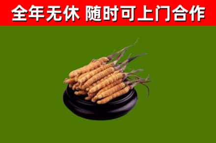 青冈县烟酒回收冬虫夏草.jpg