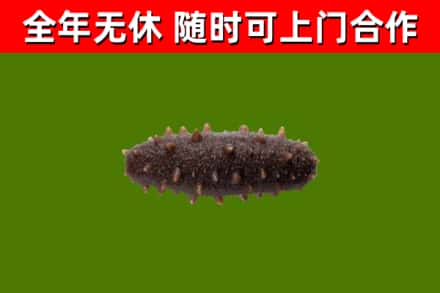 青冈县烟酒回收干海参.jpg